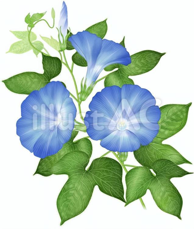 アサガオ／14 アサガオ,朝顔,花のイラスト素材