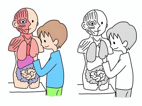人体模型を観察する子 人体模型,理科,観察,学校,授業,男の子,人体,小学生のイラスト素材