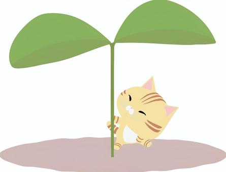 ふたば_猫_ちゃとら 双葉,猫,ちゃとら,動物,かわいい,植物,芽,若葉,イラストのイラスト素材