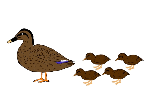 かるがも親子の移動 カルガモ,親子,小鴨,親ガモ,列,移動のイラスト素材