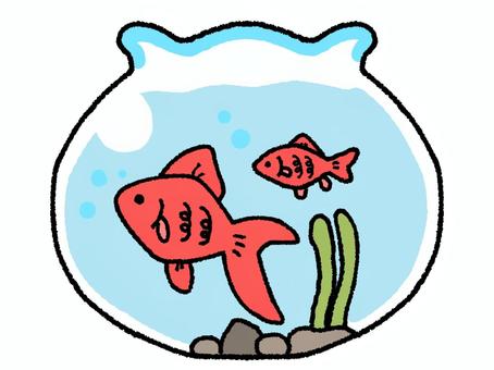 金魚鉢 金魚,動物,ゆるふわ,ゆるい,かわいい,シンプル,手描き,挿絵,鉢,赤のイラスト素材