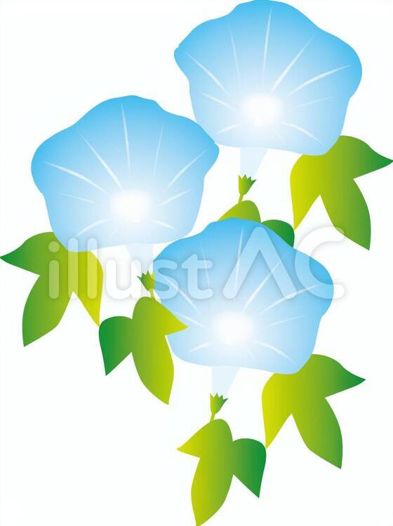 朝顔 朝顔,あさがお,夏の花のイラスト素材