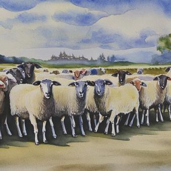 flock of sheep and pasture, , JPG