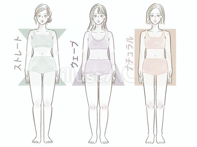 骨格タイプ　女性　骨格診断 女性,身体,人物のイラスト素材