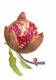 ザクロ ザクロ,果実,食用,観賞用,庭木,落葉小高木,生食のイラスト素材