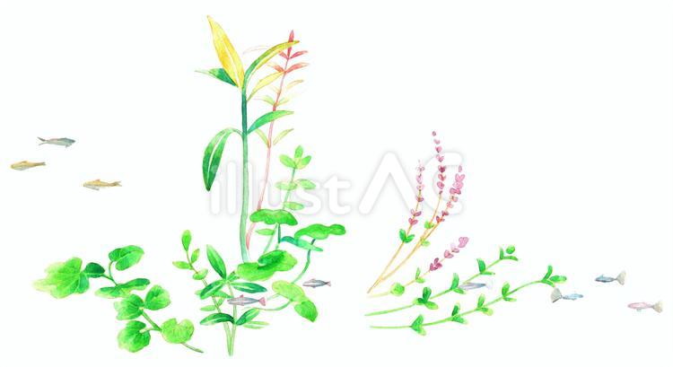 水槽の中の魚 魚,水槽,生物のイラスト素材