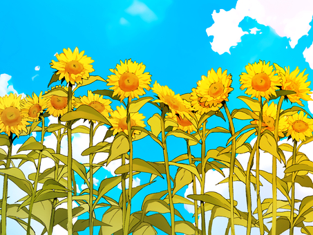 夏空とひまわり ひまわり,花,空,夏,雲,青空,黄色,青,光,太陽のイラスト素材