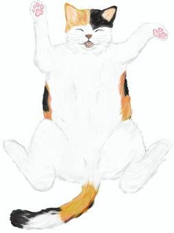 一隻躺著的貓的鳥瞰圖, JPG 和 PNG 一隻躺著的貓的鳥瞰圖, , JPG 和 PNG