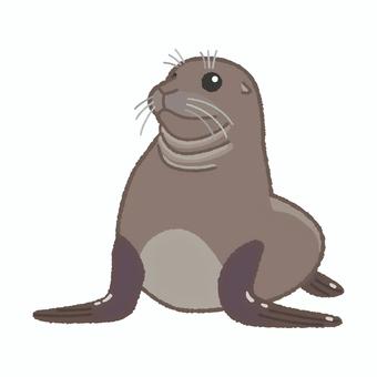 アザラシ アザラシ,海豹,海獣,バイカルアザラシ,水族館のイラスト素材