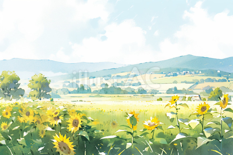 ひまわり畑の水彩画 ヒマワリ,花,水彩画のイラスト素材