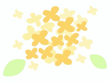 Illustration, osmanthus, flower, plant, 
