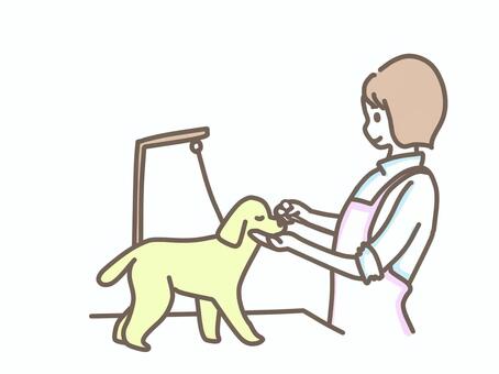 トリミングを行う女性トリマー 動物,ペット,犬,動物病院,トリマー,トリミング,女性,プードルのイラスト素材