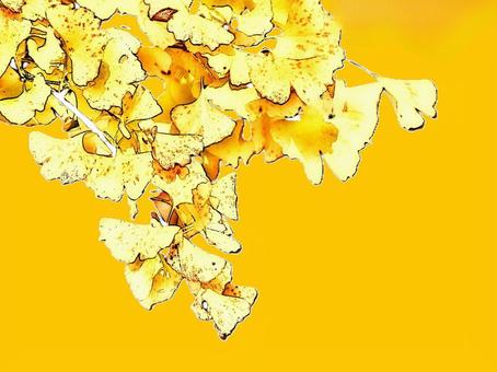 イチョウ葉の紅葉 イチョウ葉,紅葉,黄金色,黄色,秋,秋色,イチョウ,オレンジ背景,自然,植物のイラスト素材