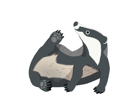 ヨーロッパアナグマ（毛繕い・主線なし） ヨーロッパアナグマ,アナグマ,ヨーロッパ,動物,毛繕い,主線なしのイラスト素材