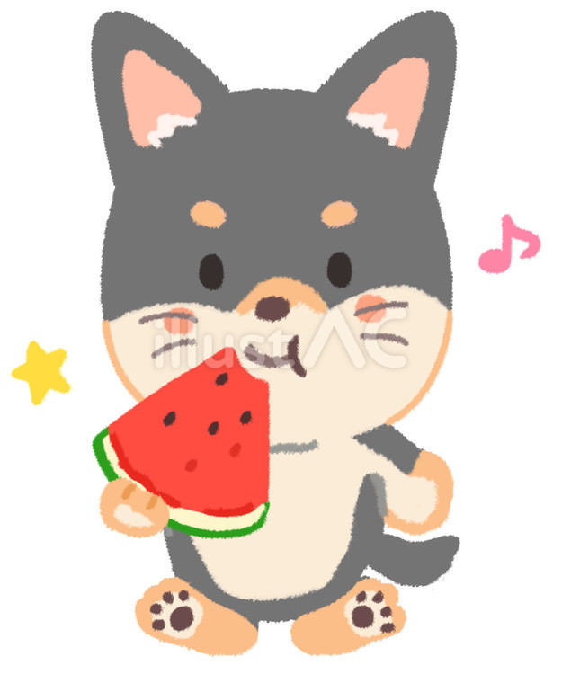 美味しそうにスイカを食べている黒柴犬 黒柴,柴犬,スイカのイラスト素材