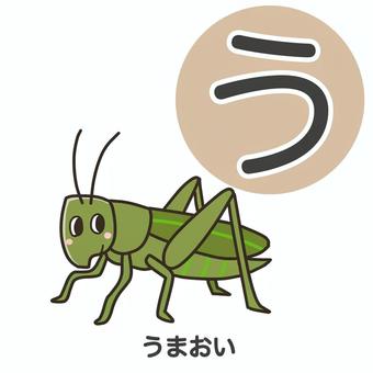 Illustration, umaoi, hexacentrus japonicus (вид катидид), насекомое, 