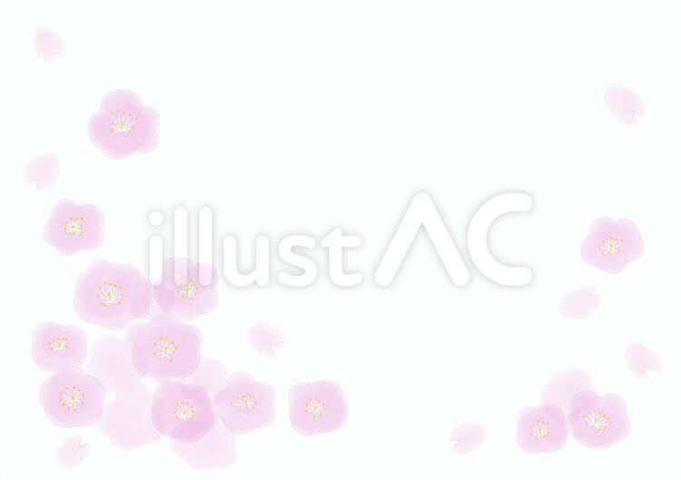 桜　水彩風 桜,春,花のイラスト素材