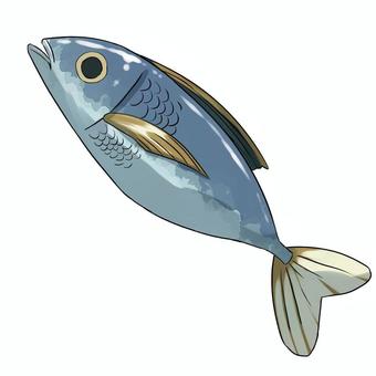 アジ 鯵,アジ,かわいい,挿絵,魚,青魚,鮮魚,イラストのイラスト素材