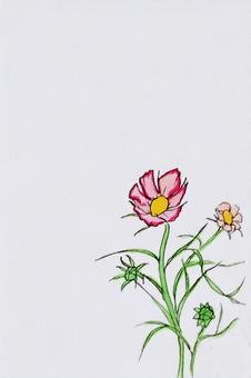 Illustration, cosmos, autumn, autumn wind, 