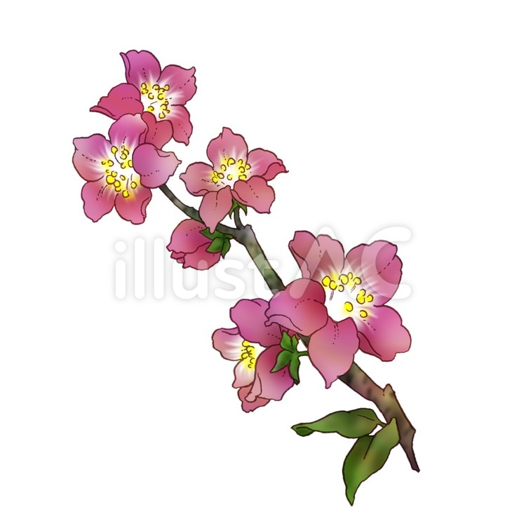 桃の花 花,植物,もものイラスト素材