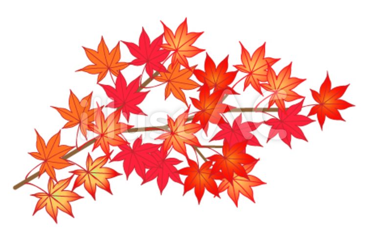 もみじ1 もみじ,紅葉,秋のイラスト素材
