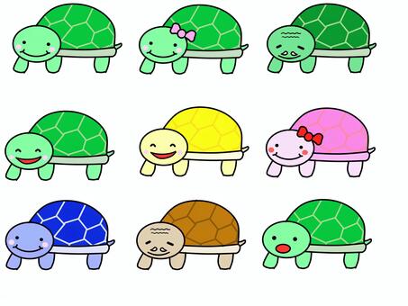 亀 亀,爬虫類,生き物,年寄り,オス,メスのイラスト素材