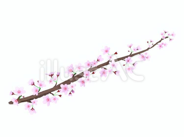 桜の枝＿影あり 桜,桜の枝,桜の花のイラスト素材