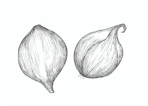 Illustration, onion, small, vegetables, 