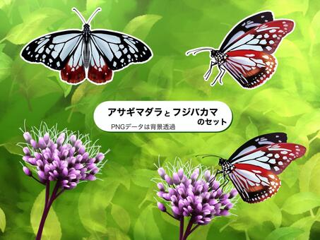 Illustration, asagi madara, fuji bakama, butterfly, 