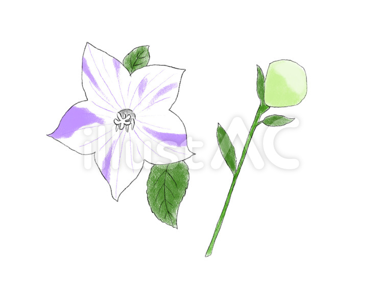 桔梗　白に紫の斑入り　01 花,草花,桔梗のイラスト素材