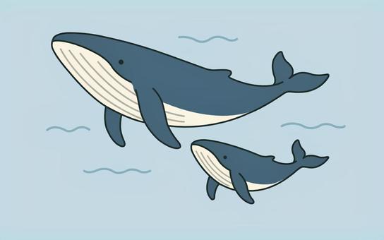 クジラの親子 背景あり クジラ,親子,2頭,海,大,小,哺乳類,泳ぐのイラスト素材
