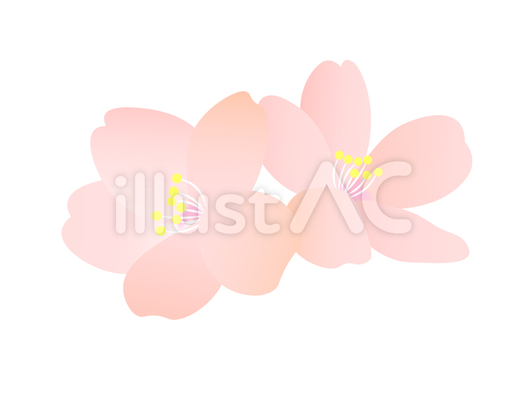 さくらのイラスト（ペア） 桜,さくら,pngのイラスト素材