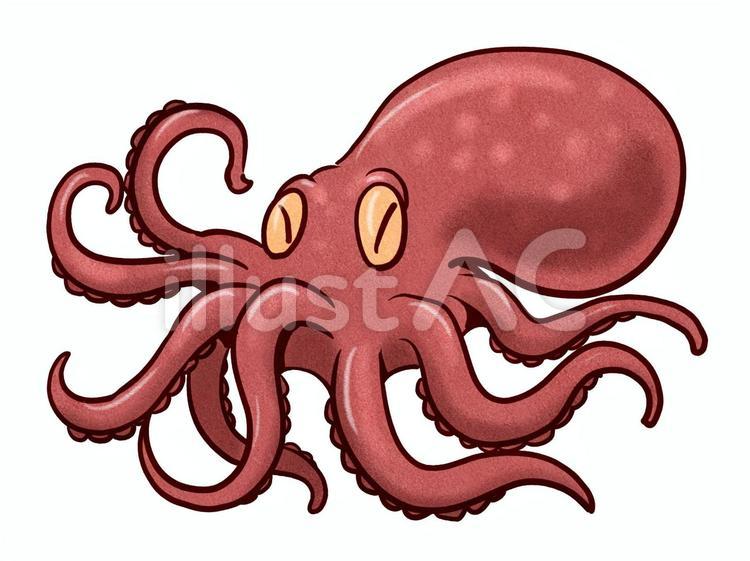 タコ タコ,軟体生物,たこのイラスト素材