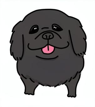 ペキニーズブラック 犬,動物,ペット,かわいい,デフォルメ,わんこ,キャラクター,毛色,手描き,ペキニーズのイラスト素材