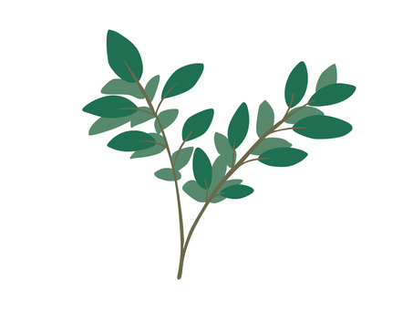 サカキ 榊,植物,木,神事,主線なし,ゆるかわ,かわいい,広告,チラシ,cmのイラスト素材