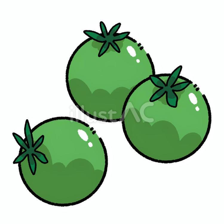 ミニトマト　緑 ミニトマト,野菜,食材のイラスト素材
