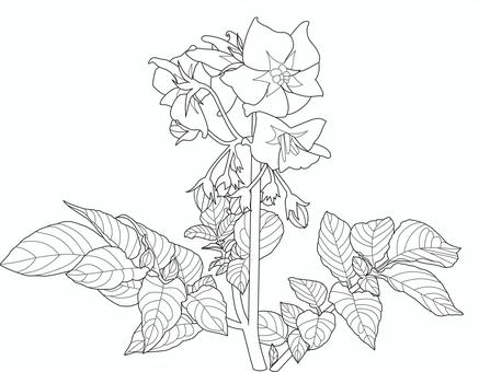 じゃがいもの線画 ジャガイモ,茎,苗,家庭菜園,農業,畑,植物,園芸,葉,花のイラスト素材