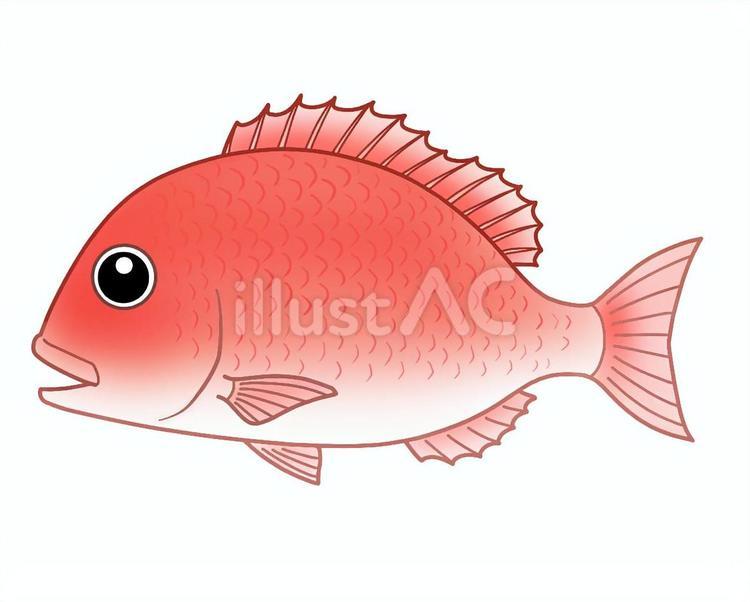 マダイ マダイ,タイ,魚のイラスト素材
