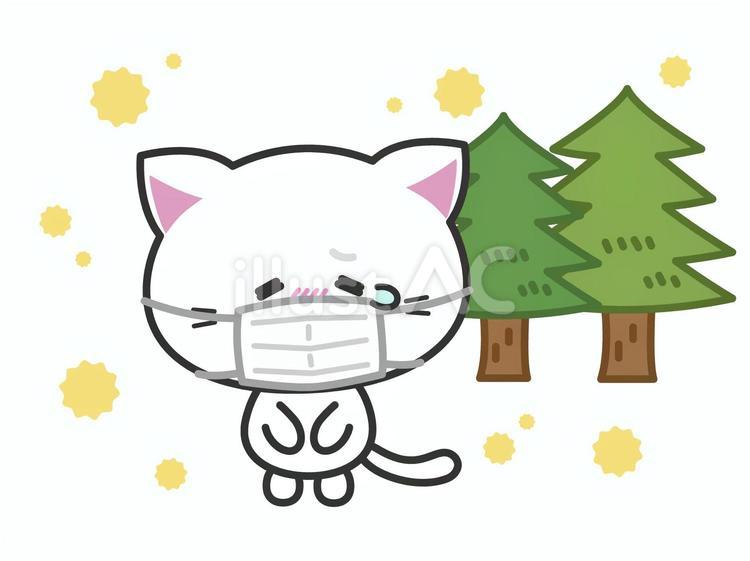 花粉症でマスクをする涙目の白い子猫 猫,花粉,涙目のイラスト素材