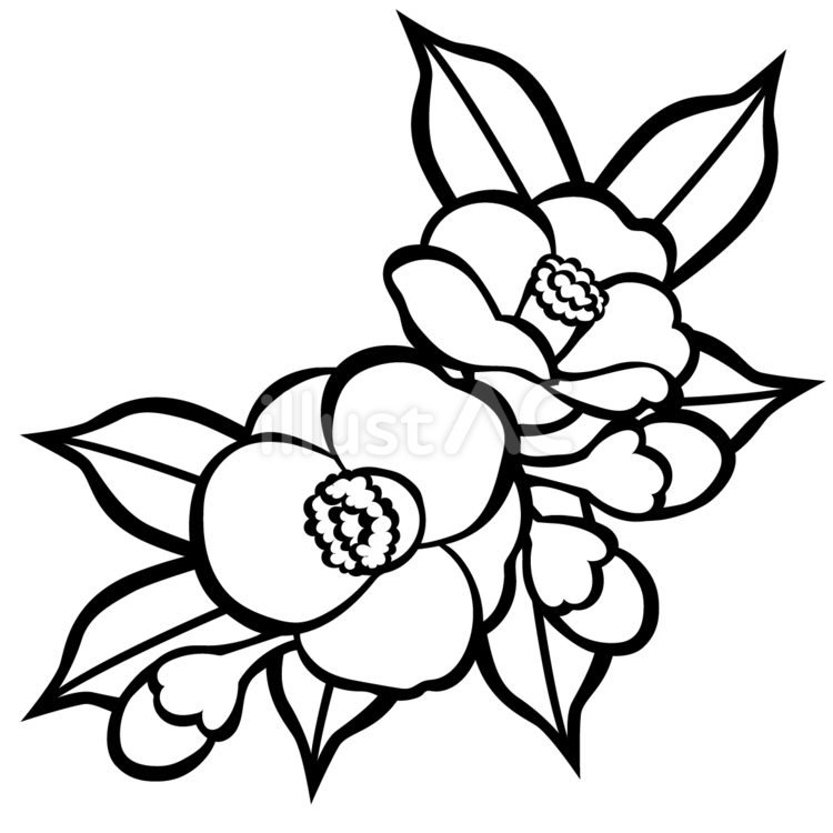 【切り絵図案】つばき つばき,花,植物のイラスト素材
