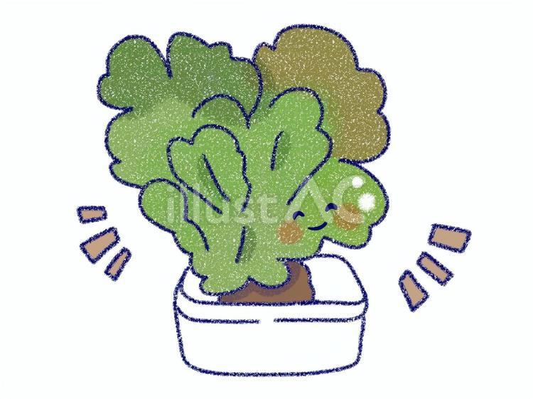 レタス水耕栽培 レタス,野菜,水耕栽培のイラスト素材
