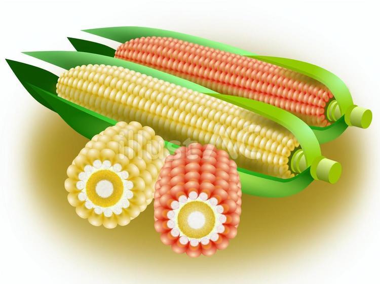 トウモロコシ05（まとめ） トウモロコシ,野菜,夏のイラスト素材