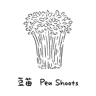 手描きの豆苗2_名称入_白黒 豆苗,野菜,アイコン,食べ物,シンプル,食材,健康,イラスト,料理,農業のイラスト素材