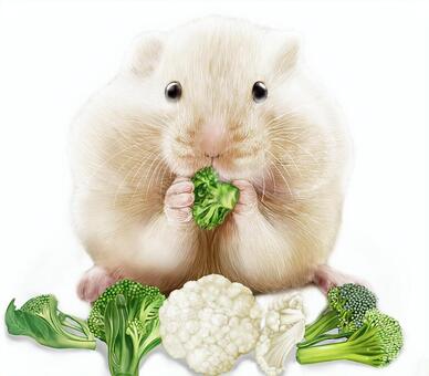 Illustration, cauliflower, simple substance, eating, 