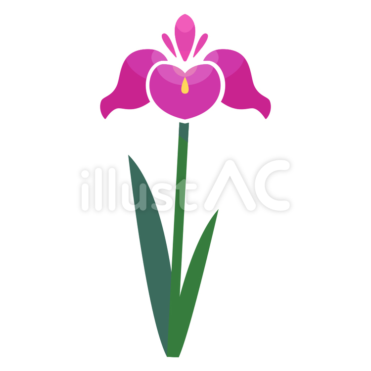 ピンクの菖蒲-高-01 菖蒲,花,ピンクのイラスト素材