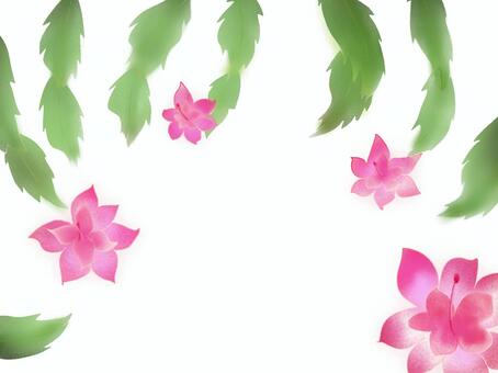 Shrimp leaf cactus, JPG and PNG Shrimp leaf cactus, , JPG and PNG