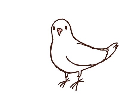 Illustration, bird, animal, dove, 