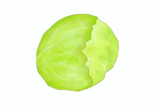 キャベツ 野菜,イラスト,水彩,キャベツ,春野菜のイラスト素材