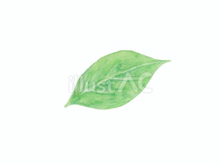 水彩で描いた一枚の緑の葉っぱ 葉,葉っぱ,水彩のイラスト素材