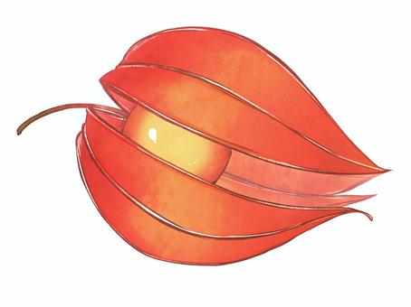 鬼灯　単体　開きかけ 鬼灯,ほおずき,ほうずき,夏,秋,お盆,お盆花,植物,晩夏,お盆飾りのイラスト素材